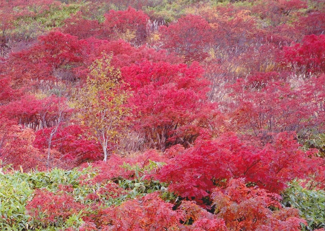 Shiga Kogen Hotel Shiga Sunvalley Yamanouchi  Eksteriør billede